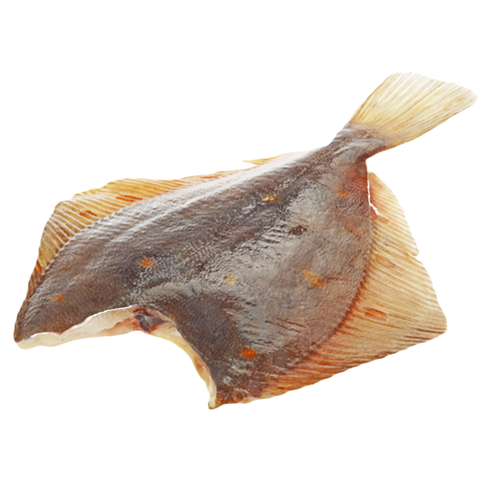 Камбала Фото Рыбы